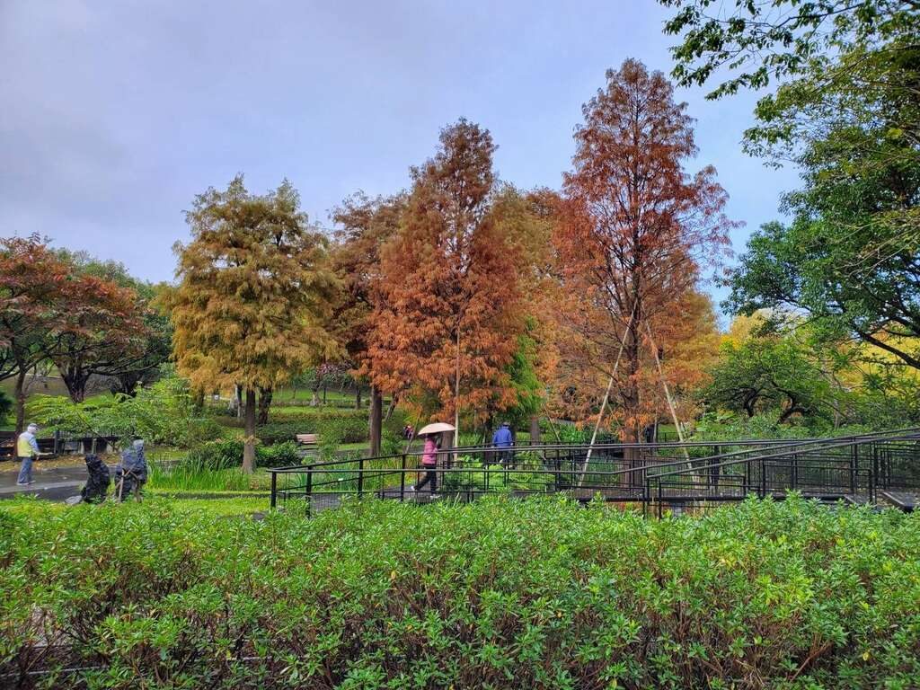 清晨走進大安森林公園,在綠蔭與池水之間慢慢找回呼吸的節奏