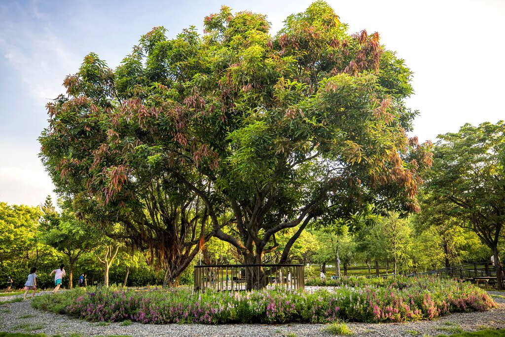走進台北大安森林公園從鳥鳴到夕陽餘光，這裡藏著最剛好的慢生活
