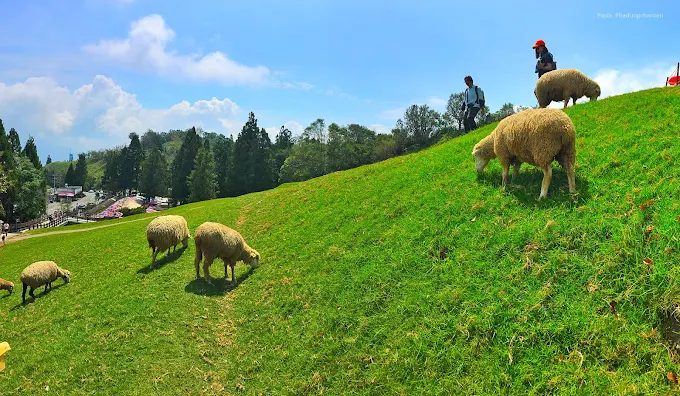 走進清境的那天，雲在腳邊飄｜青青草原與小瑞士花園的悠然假期