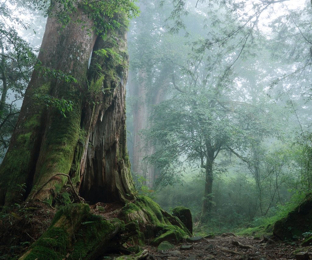 春天走進阿里山國家森林遊樂區,讓櫻花與雲海在山城晨光中慢慢展開