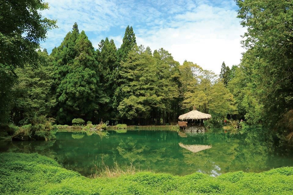 春天走進阿里山國家森林遊樂區,讓櫻花與雲海在山城晨光中慢慢展開