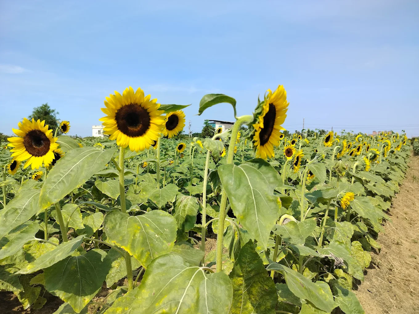 🌻 桃園向陽農場｜向日葵花海 × 親子同樂的幸福農場！超人氣打卡點一次玩