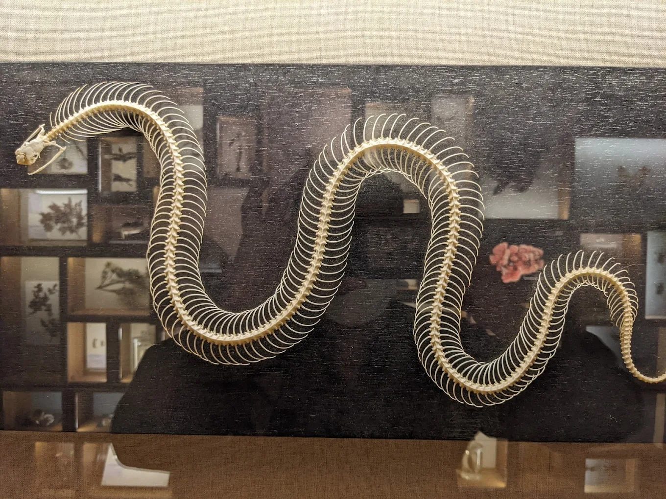 「台博不藏私」｜五大館區一次逛透透，連恐龍都在說這太值票價！