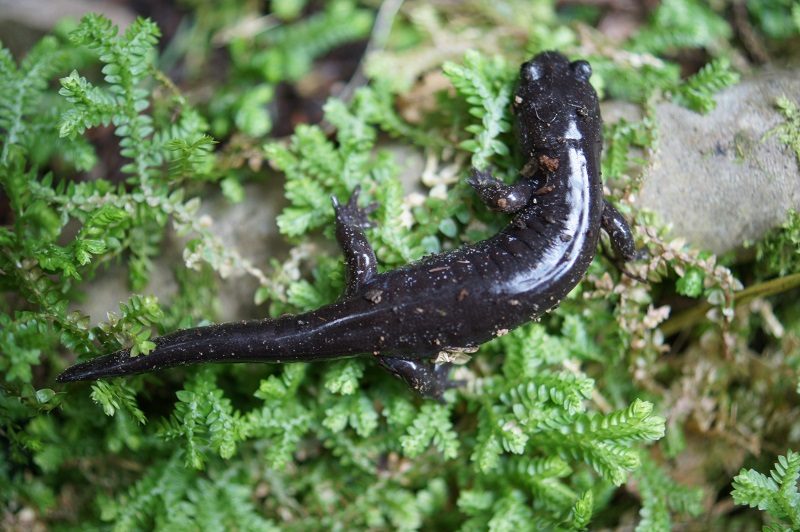 《住進雲的國度》｜觀霧山莊秋冬散步記，霧氣替生活上了一層濾鏡