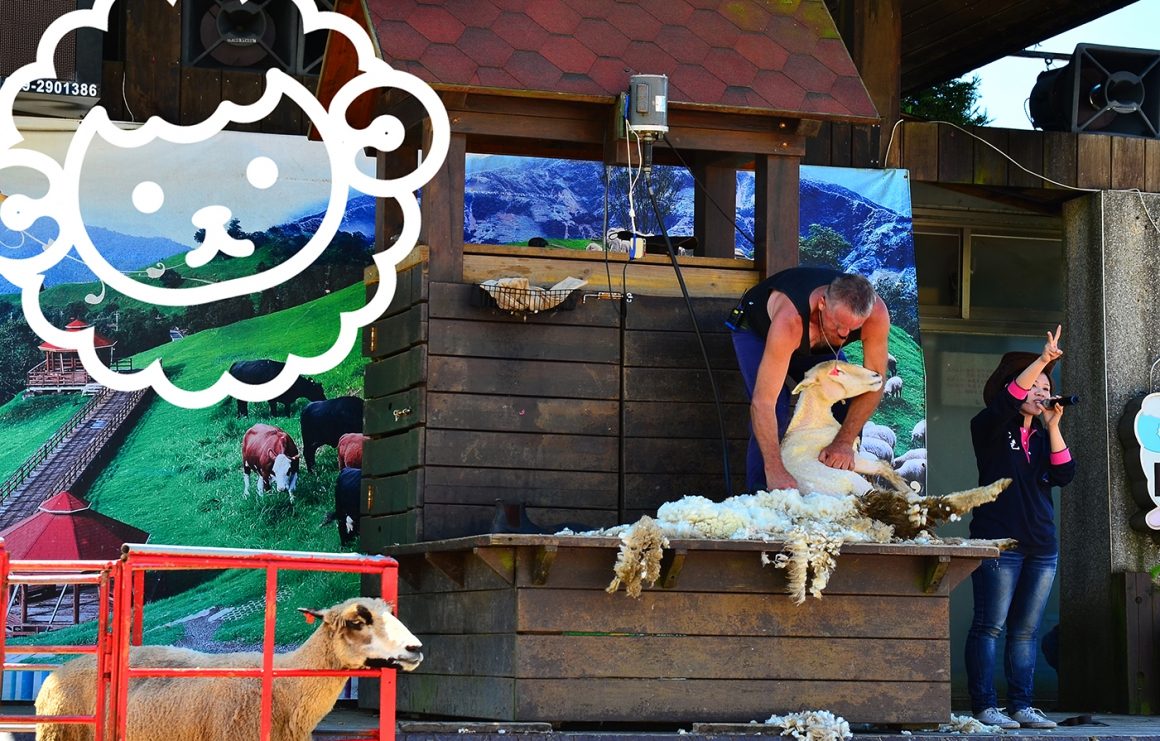 遊客與溫馴綿羊近距離互動，體驗牧場樂趣
