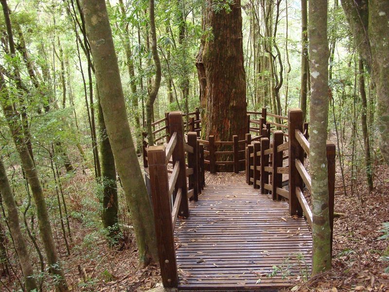 《住進雲的國度》｜觀霧山莊秋冬散步記，霧氣替生活上了一層濾鏡