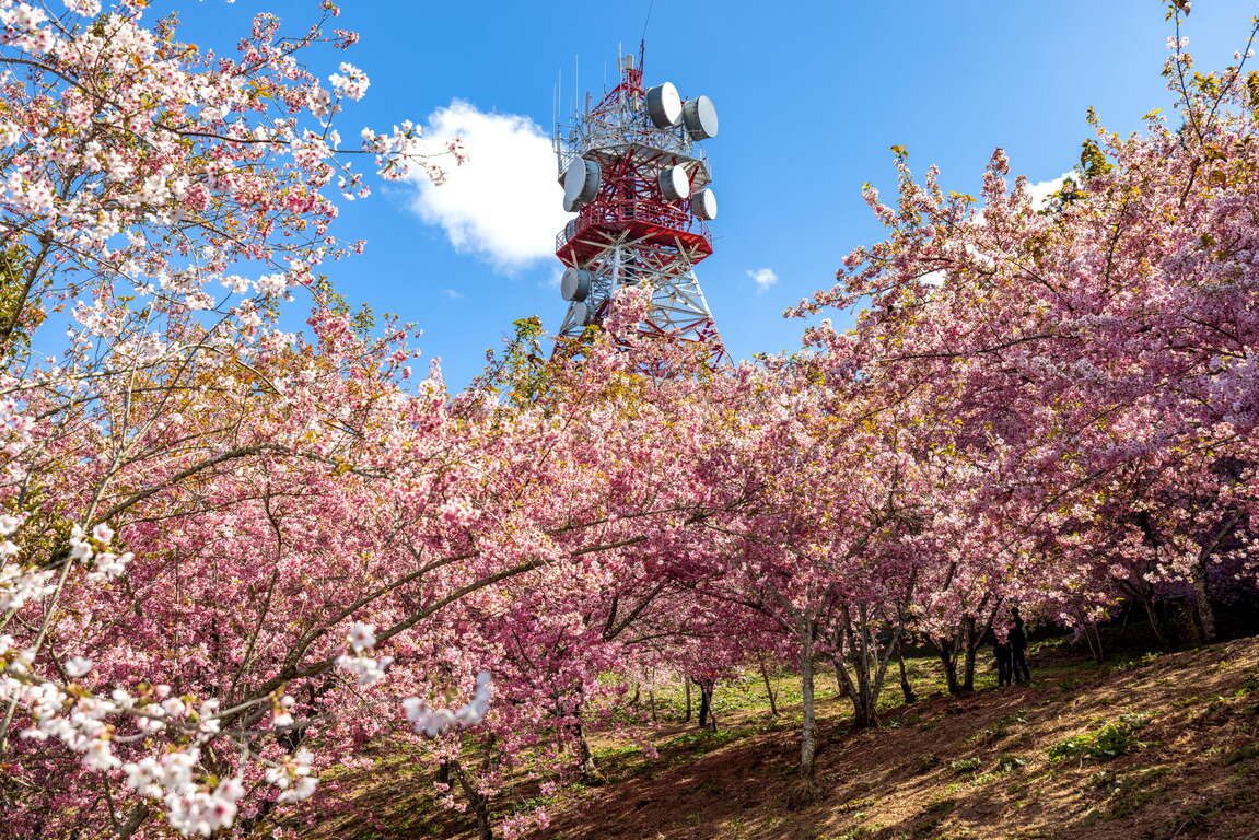 《秋天上線中》｜福壽山農場的高山修圖現場，美到像被調了飽和度