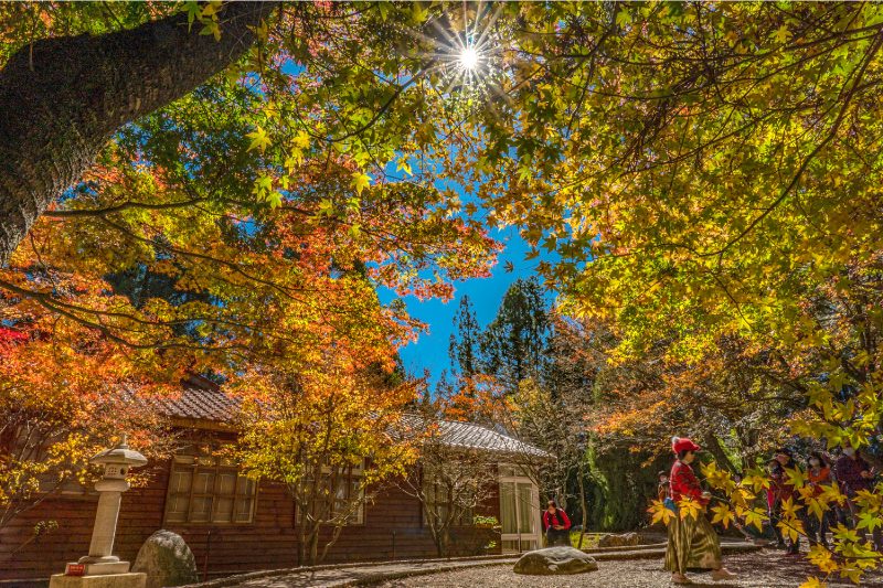 《秋天上線中》｜福壽山農場的高山修圖現場，美到像被調了飽和度