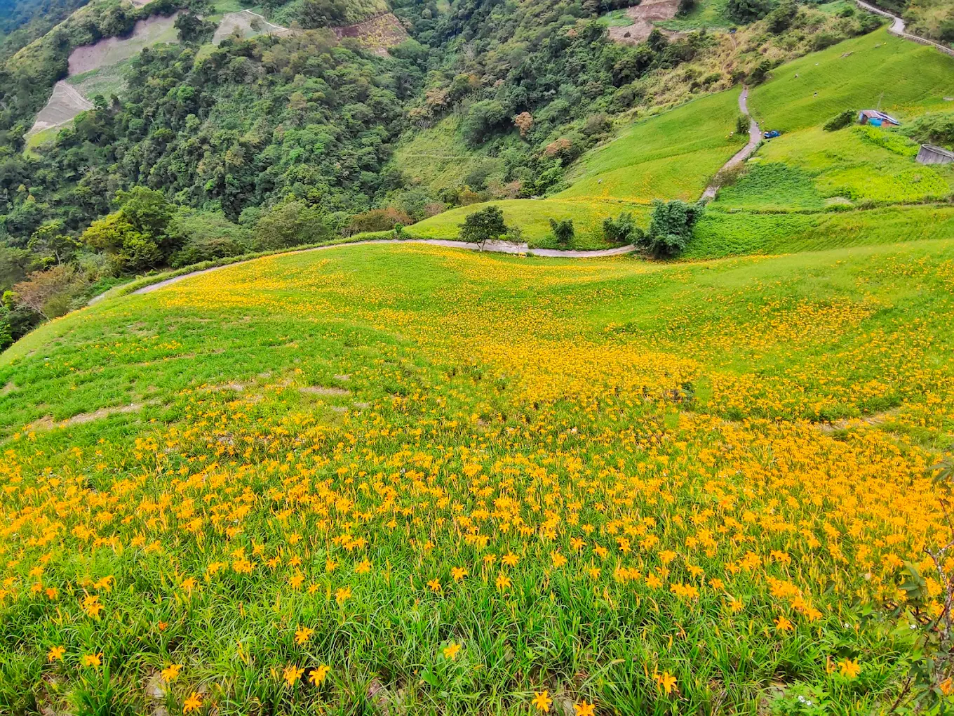 🌼 太麻里金針山｜一望無際的金黃花海，台東夏末最夢幻的賞花秘境