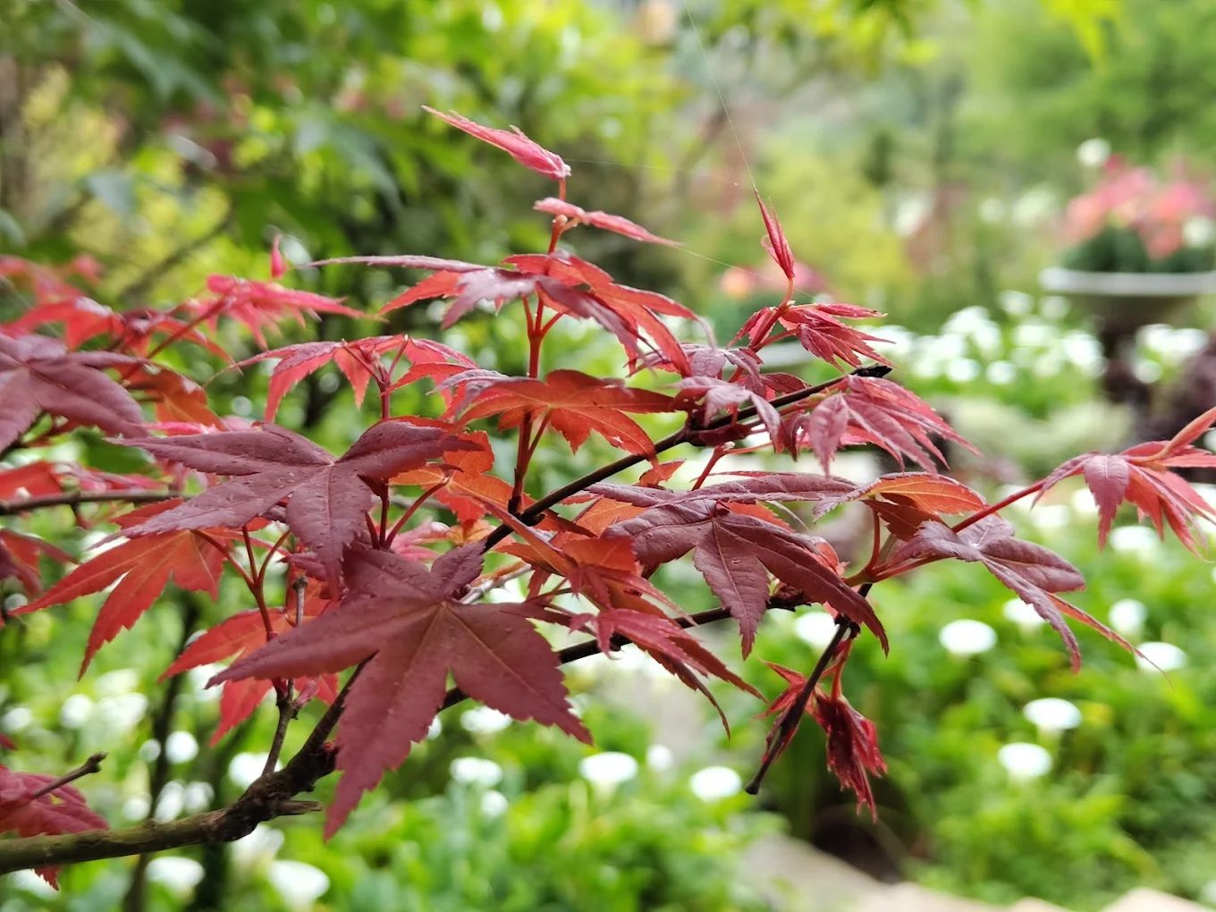 🌸陽明山竹子湖一日遊：親子賞花、步道健行、美食饗宴全攻略