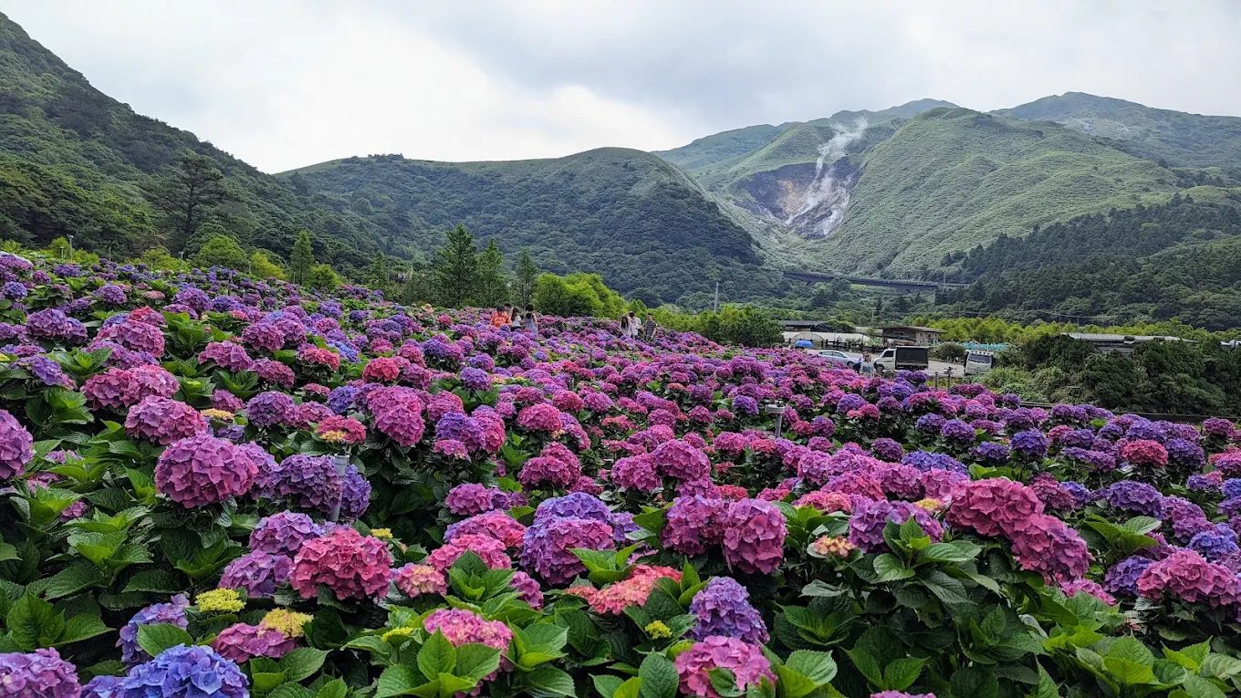 🌸陽明山竹子湖一日遊：親子賞花、步道健行、美食饗宴全攻略