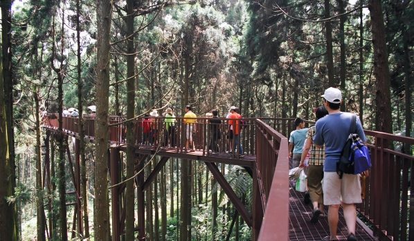 著名的空中走廊讓遊客得以在樹冠層的高度行走，近距離觀察高聳樹木的頂端生態。