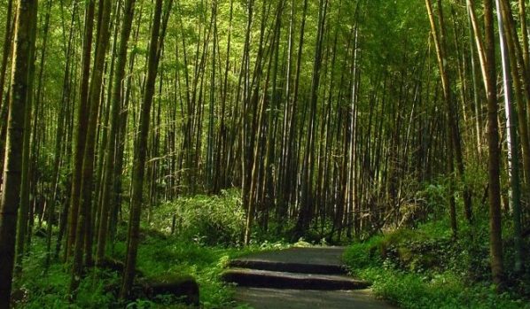 遊客漫步於神木步道間，兩旁古木參天，充滿濃郁的芬多精氣息。