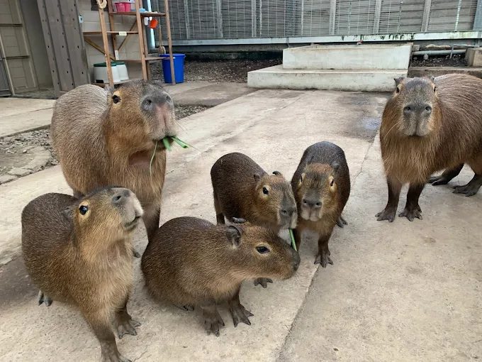 金車礁溪蘭花園內的水豚互動區，深受遊客喜愛