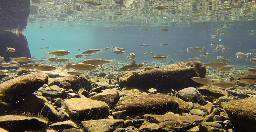 清澈見底的涉水區，是近距離觀察魚群的最佳場所