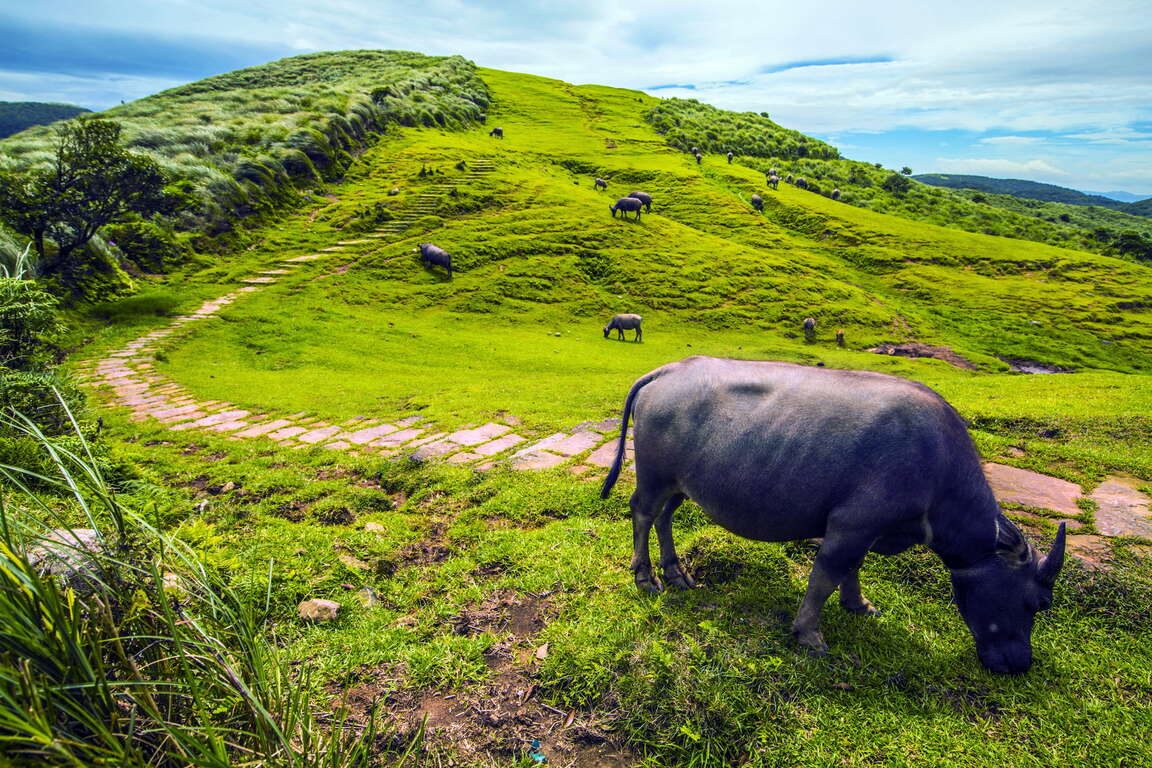 陽明山國家公園旅遊全攻略：賞花、泡湯、步道、美食一次看完