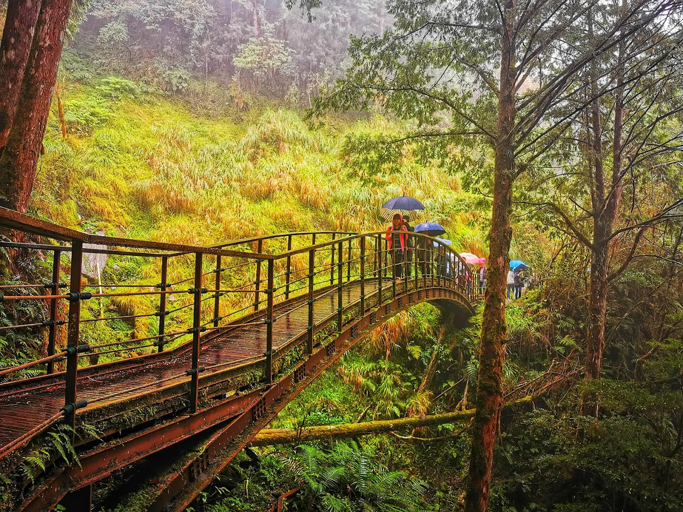 當霧氣散開,山路閃著光|發現太平山見晴懷古步道的隱秘之美