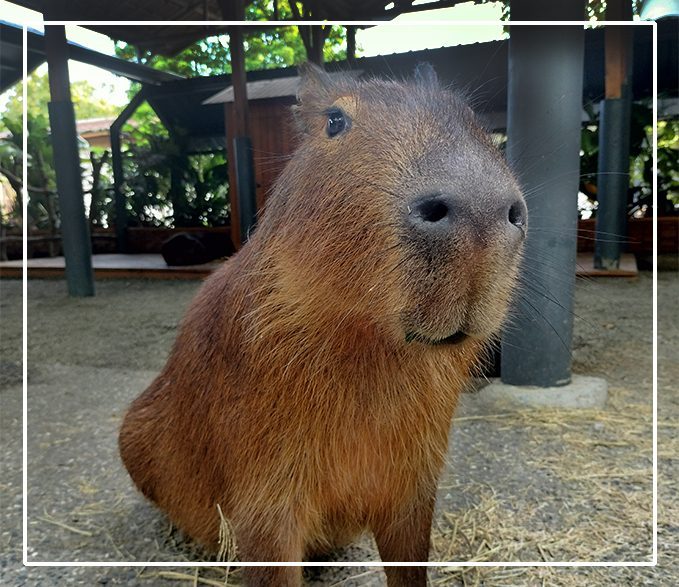 🌅落羽松 × 飛機光影 × 羊駝微笑｜高雄淨園農場的療癒一日，拍照控別錯過！e
