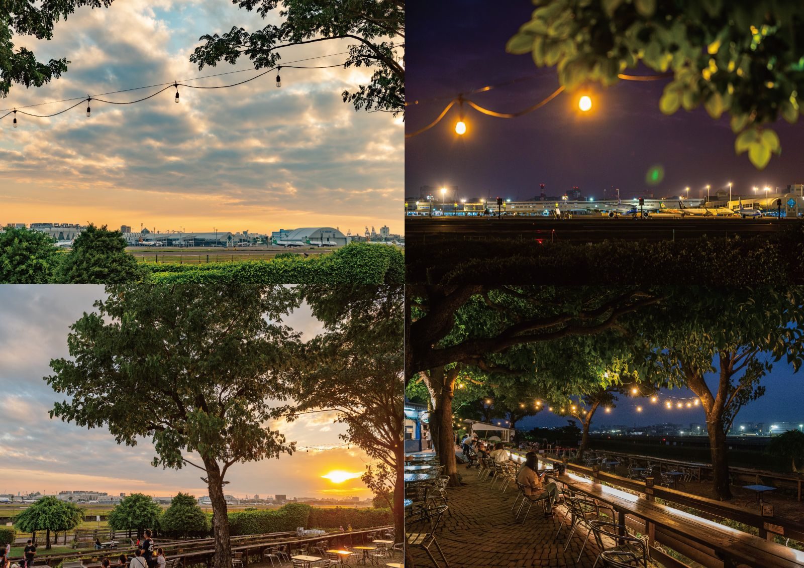 🌅落羽松 × 飛機光影 × 羊駝微笑｜高雄淨園農場的療癒一日，拍照控別錯過！