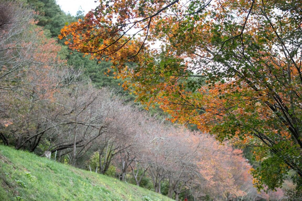 雲頂天宮真的存在!梨山賓館一夜住進群峰之巔,推窗就是雲海仙境