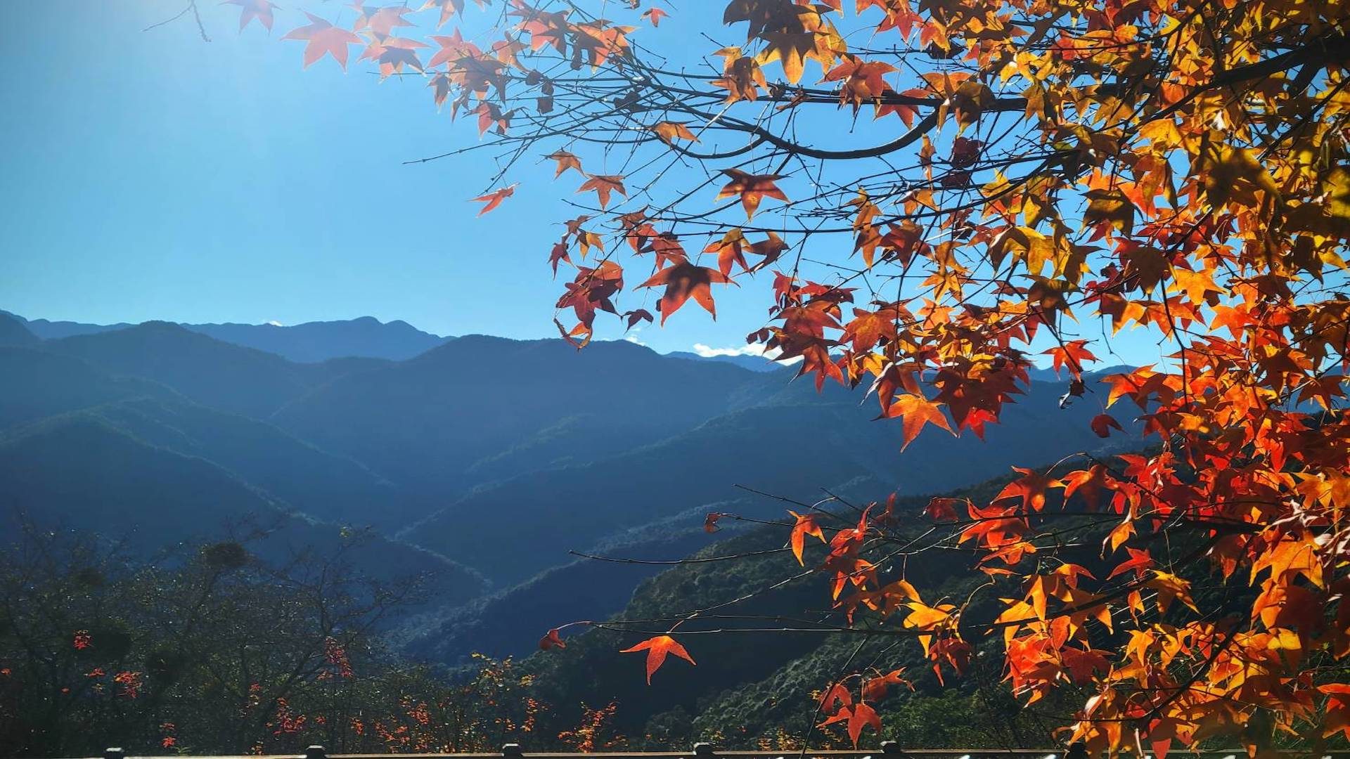 山在說話、霧在呼吸──觀霧山莊是一座會讓人忘記時間的旅宿