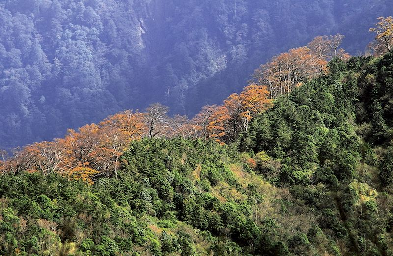 宜蘭太平山一日漫旅：搭蹦蹦車、走入山毛櫸步道，森林裡藏著秋天的金色風景
