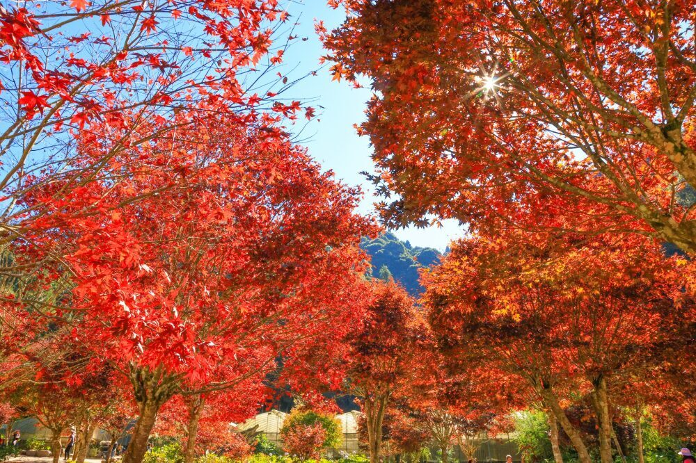 南投杉林溪住宿日記｜在雲霧與松風間醒來的森林假期