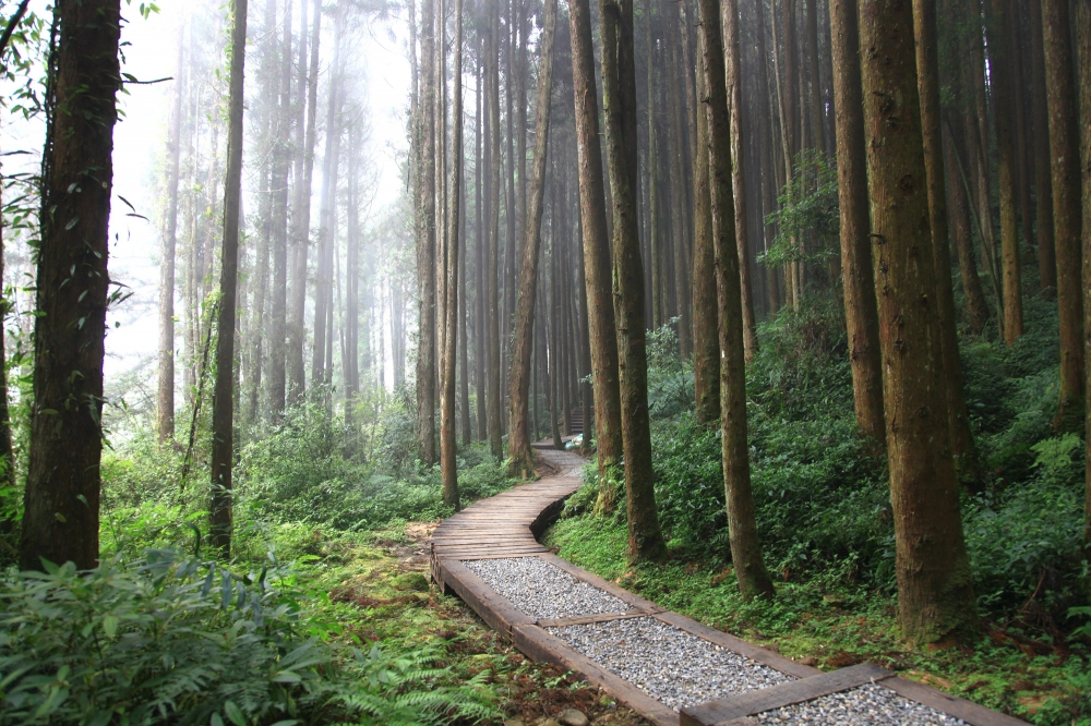 南投杉林溪住宿日記｜在雲霧與松風間醒來的森林假期
