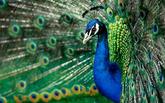 午後的飛機、草原與孩子的笑聲｜在高雄的天空下，與動物共享幸福時光的地方—淨園農場