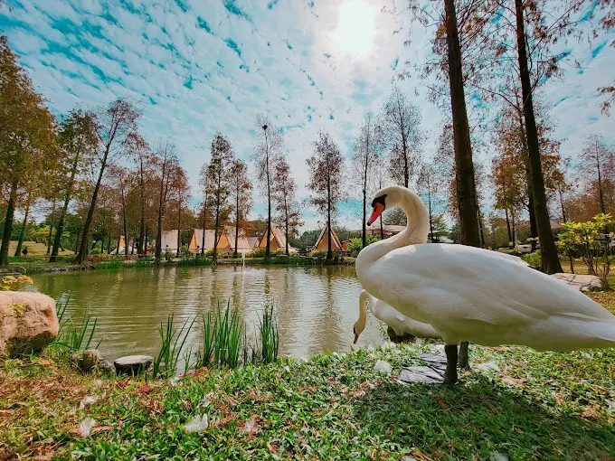 午後的飛機、草原與孩子的笑聲｜在高雄的天空下，與動物共享幸福時光的地方—淨園農場