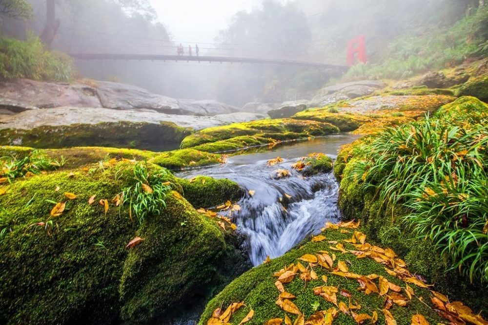 走進南投杉林溪森林生態渡假園區｜在雲霧與花海間，聆聽山林的呼吸