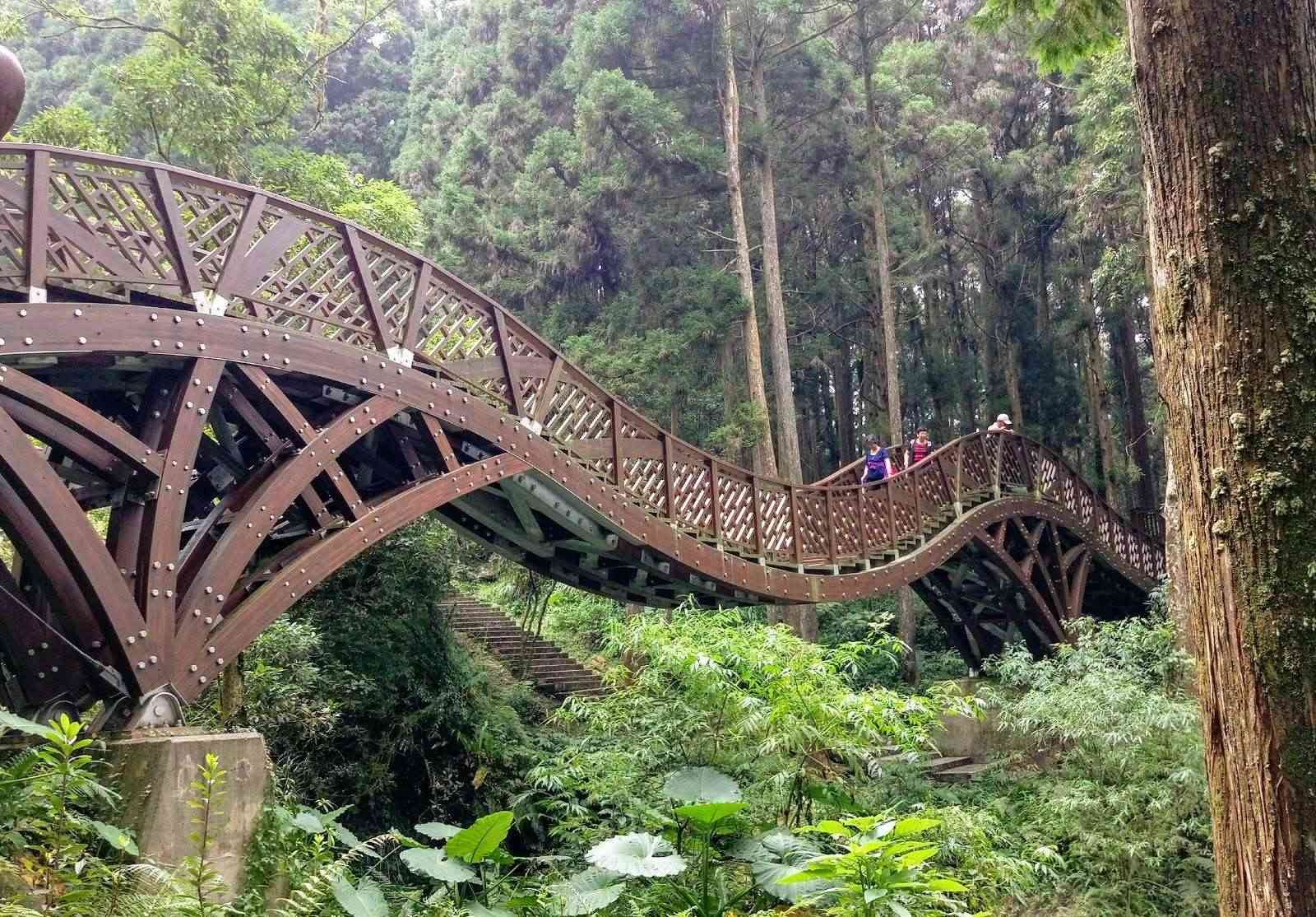 讓心慢下來的地方，走進綠色隧道，遇見最溫柔的綠意：在溪頭森林裡與風一起散步
