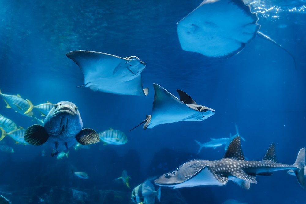 遠雄海洋公園全攻略：海豚互動、海獅表演與親子遊樂推薦