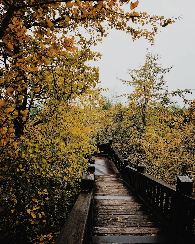 🍂 南投鹿谷銀杏森林｜秋日限定的金黃秘境，漫步在雲霧茶園間的童話世界