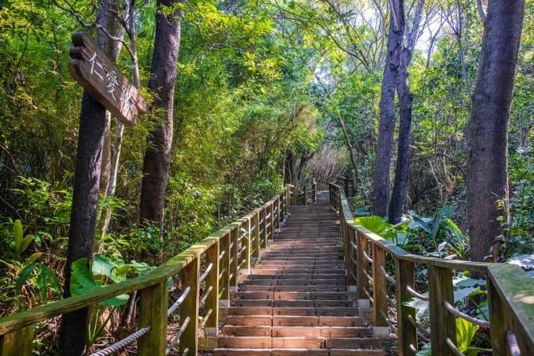 一步一風景，在光影與樹梢之間，讓雙腳帶你遠離城市｜桃園五條登山步道的靜謐時光