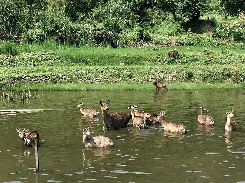 當梅花鹿走進夢裡，與自然對話的一天，讓孩子的笑聲融進山風｜桃園花鹿秘境的自然物語