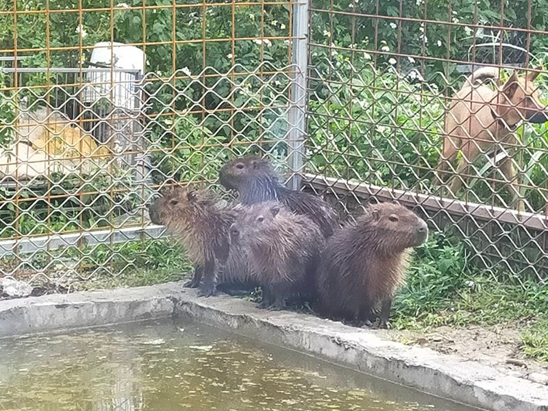 當梅花鹿走進夢裡，與自然對話的一天，讓孩子的笑聲融進山風｜桃園花鹿秘境的自然物語