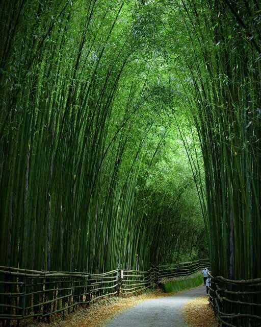 當世界太吵，就去山裡靜一靜｜泰安溫泉，把生活煮成一碗慢湯