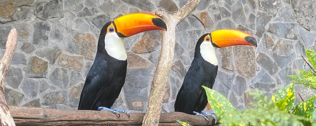 鳳凰谷鳥園生態園區｜南投森林秘境，與百種珍禽的自然邂逅，一起體驗南投最可愛的生態課堂