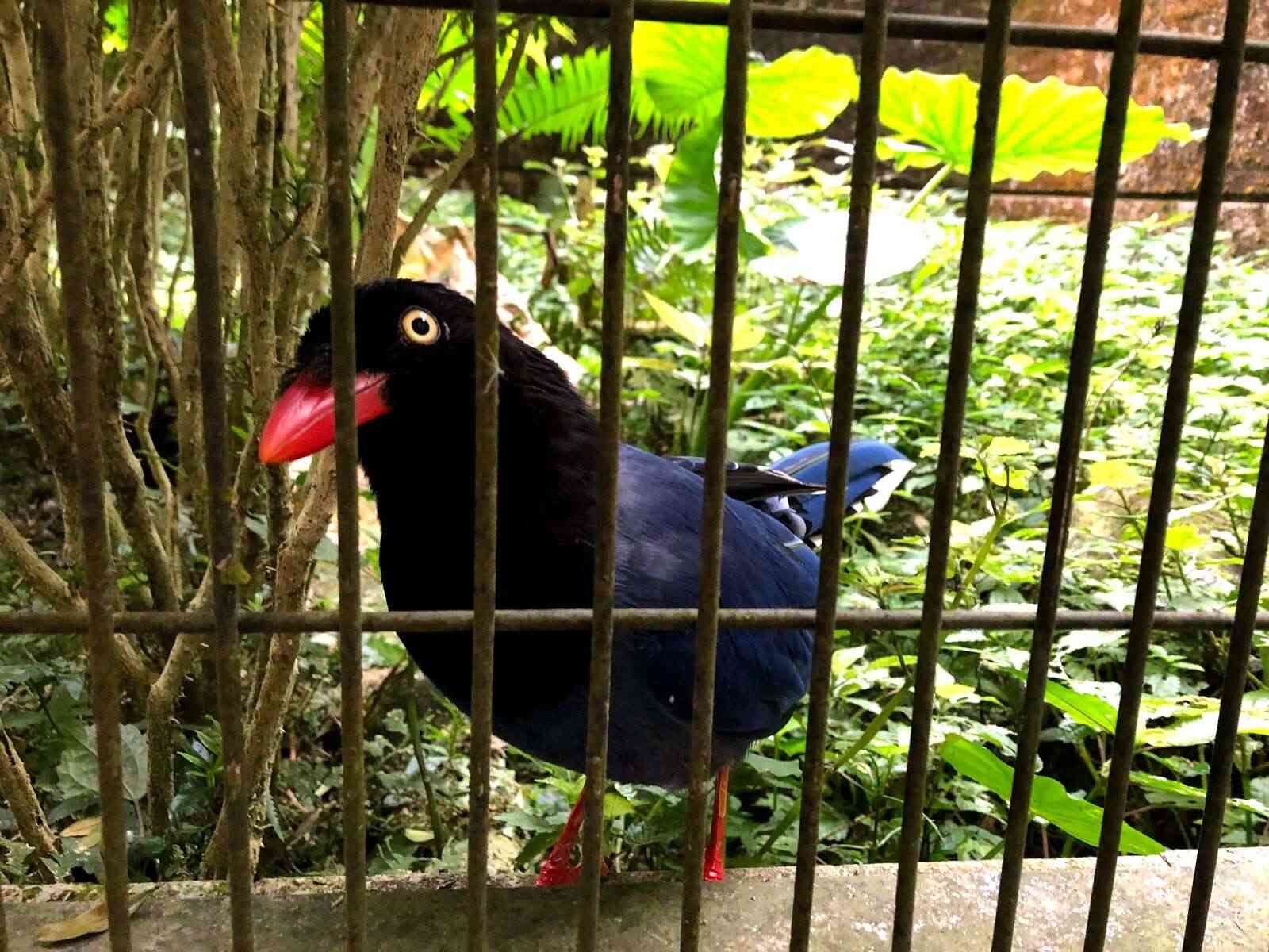 鳳凰谷鳥園生態園區｜南投森林秘境，與百種珍禽的自然邂逅，一起體驗南投最可愛的生態課堂
