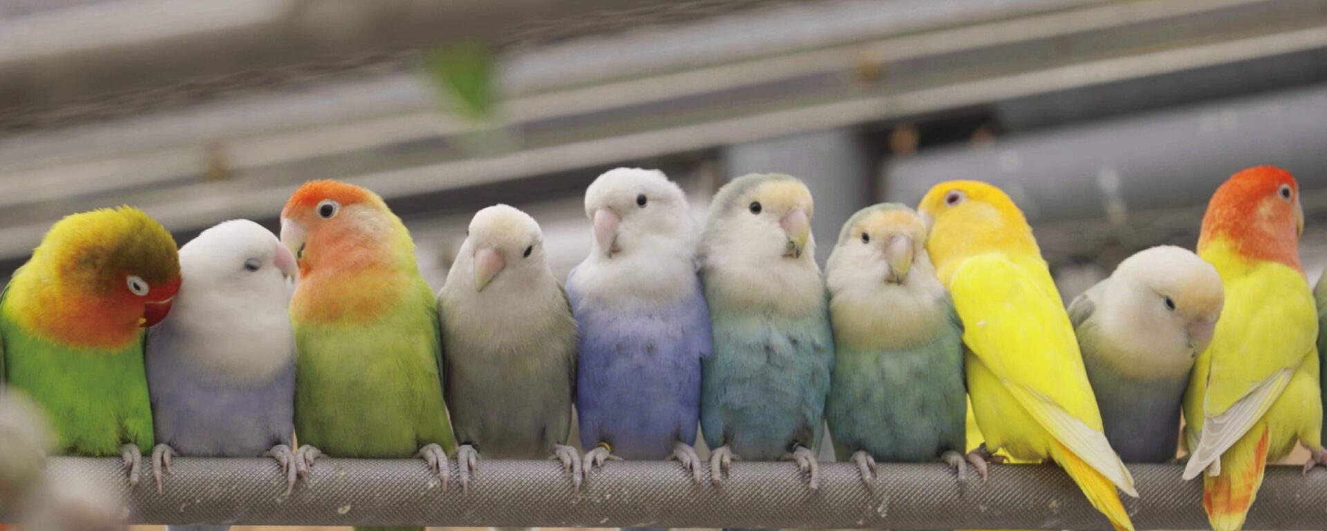 鳳凰谷鳥園生態園區｜南投森林秘境，與百種珍禽的自然邂逅，一起體驗南投最可愛的生態課堂