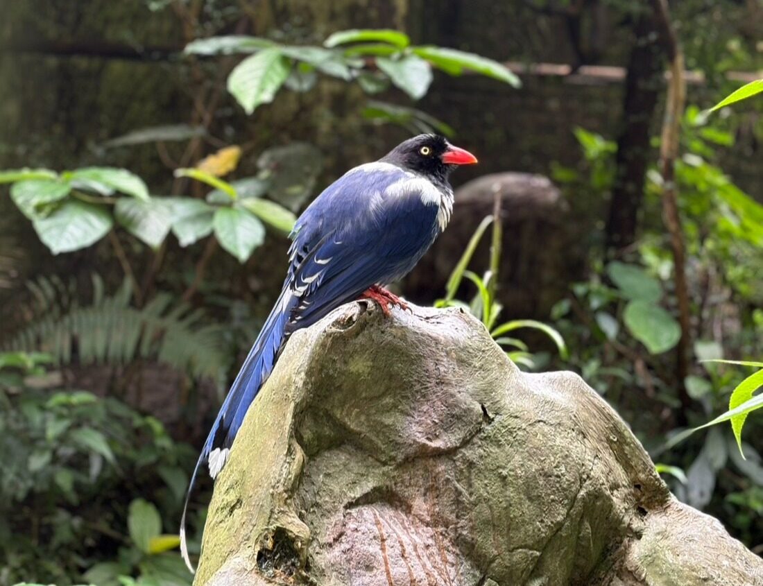 鳳凰谷鳥園生態園區｜南投森林秘境，與百種珍禽的自然邂逅，一起體驗南投最可愛的生態課堂