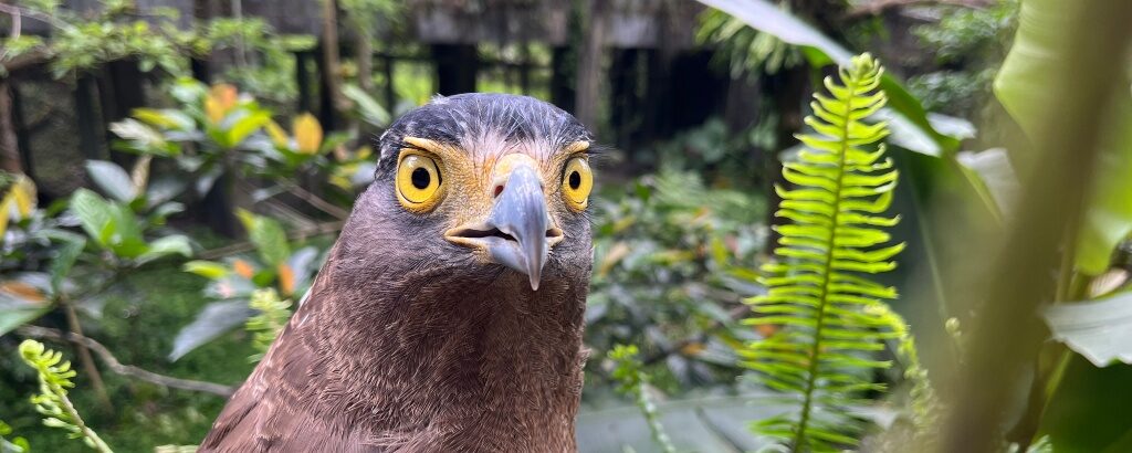 鳳凰谷鳥園生態園區｜南投森林秘境，與百種珍禽的自然邂逅，一起體驗南投最可愛的生態課堂