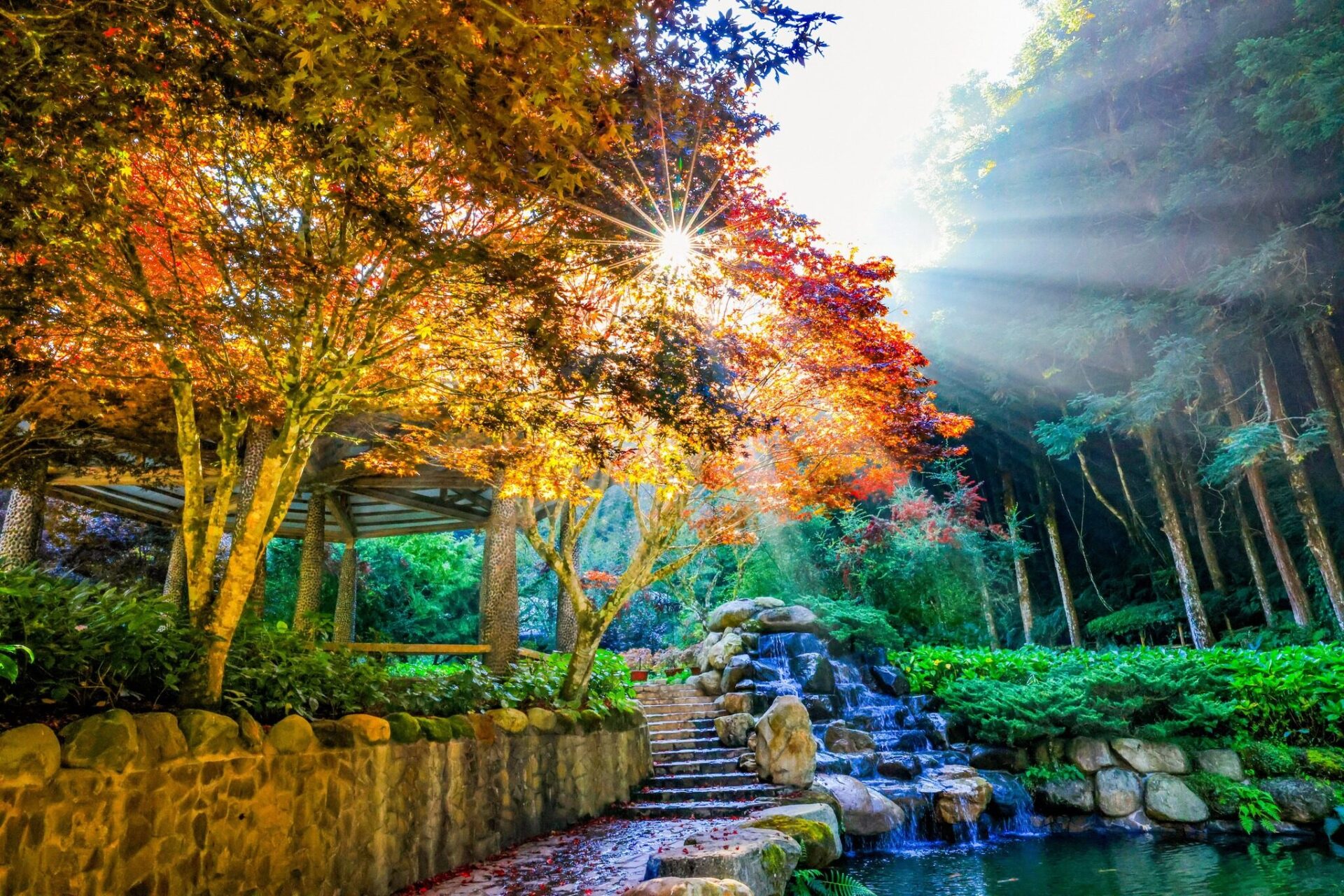 花開有聲、雲霧有香｜杉林溪是大自然寫給你的放鬆處方箋