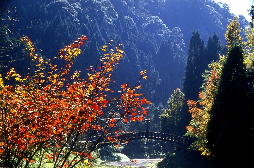 當山林開成一場夢|杉林溪的花海、霧與風,都是不急著醒的理由