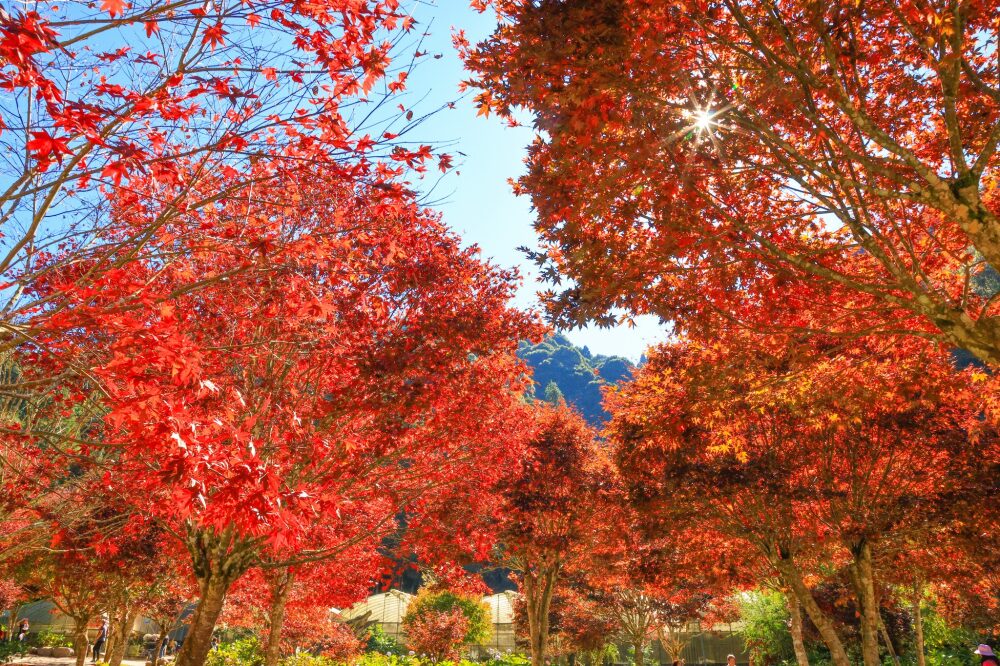 當山林開成一場夢|杉林溪的花海、霧與風,都是不急著醒的理由