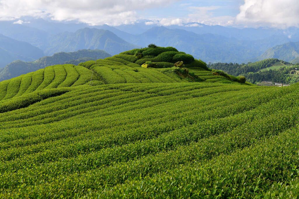 茶園與雲海交織的壯闊景觀