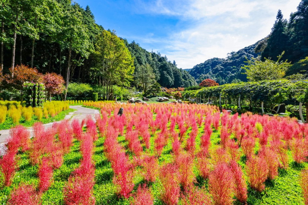 走進南投杉林溪主題會館｜在雲霧與花香裡慢一場森林假期