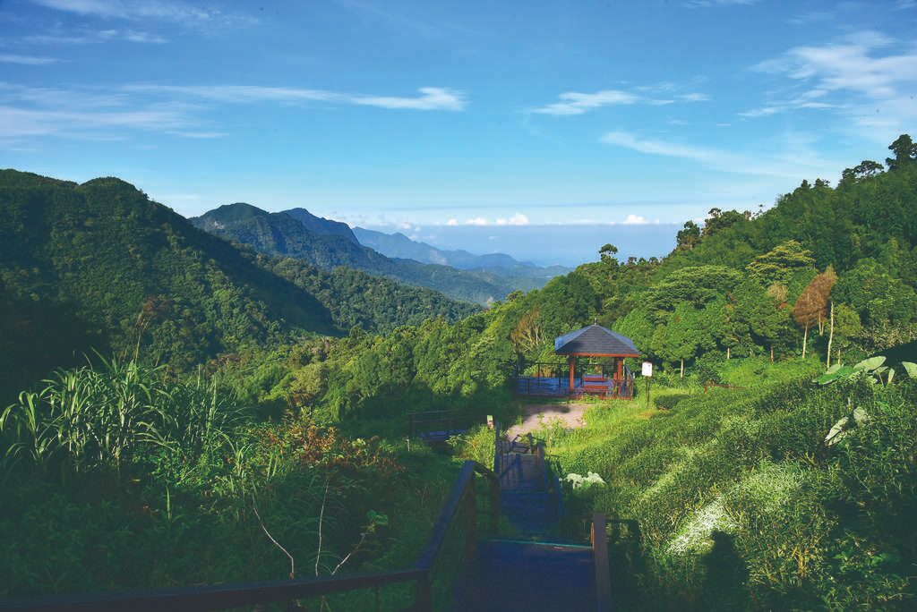 走進夜裡的雲霧，看山谷發光｜嘉義石棹步道群的琉璃光，美得像夢境一樣真實