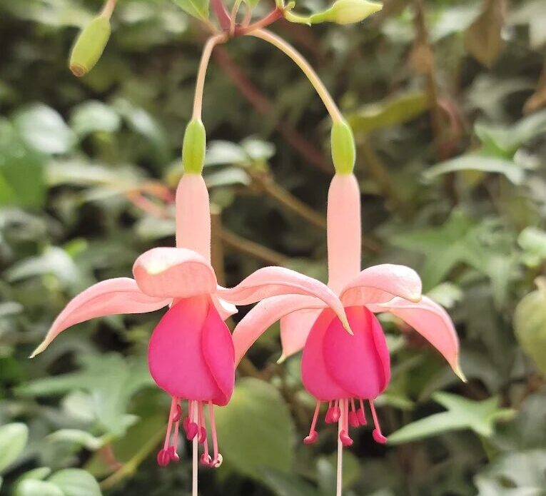 🌲 杉林溪森林生態渡假園區｜漫步雲霧中的台灣秘境森林，感受芬多精療癒時光